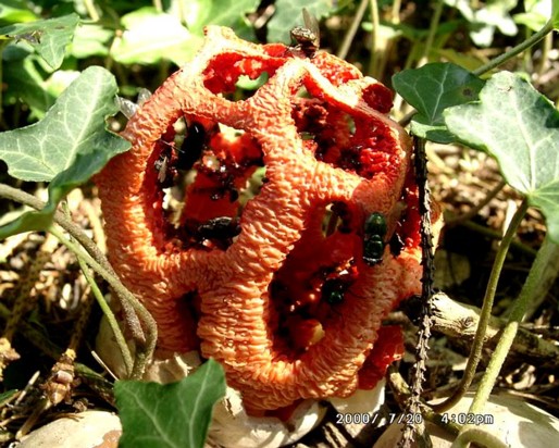 Clathrus_ruber001 der Pilz riecht stark Aasartig und lockt so zahlreiche Fliegen an. Mit der Aufnahme der sporentragenden Gleba tragen sie im wesentlichen zur Verbreitung von...