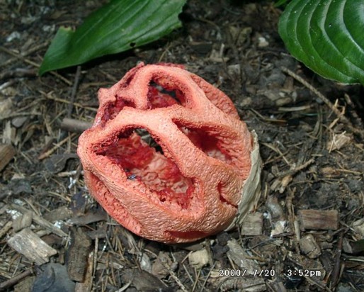 Clathrus_ruber002