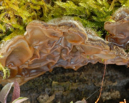 Auricularia_mesenterica Auricularia mesenterica - Gezonter Ohrlappenpilz ( Dickson 1785 : Fr. ) Pers.1822 Klassifikation: Funghi, Dikarya, Basidiomycota, Agaricomycotina,...