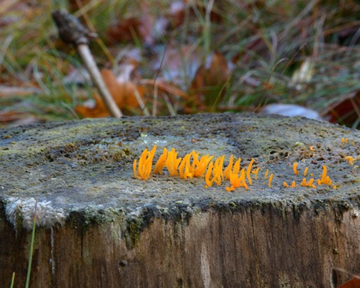 Calocera_cornea Calocera cornea - Laubholz Hörnling (Batsch) Fries Klassifikation: Fungi, Dikarya, Basidiomycota, Agaricomycotina, Dacrymycetes, Dacrymycetales,...