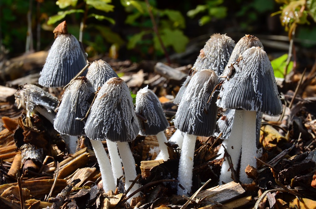 Coprinopsis lagophus - Hasenpfote
