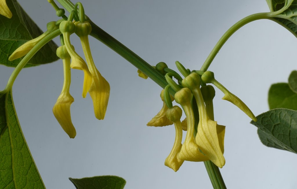 Aristolochia clematitis - Gewöhnliche Osterluzei
im Saarland recht seltene Pflanze. Aufnahme mit weißem Kartoon im Hintergrund.
Schlüsselwörter: Osterluzei, Gewöhnliche Osterluzei