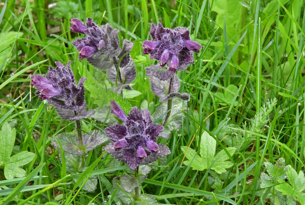 Alpenhelm ( Bartsia alpina ) 
