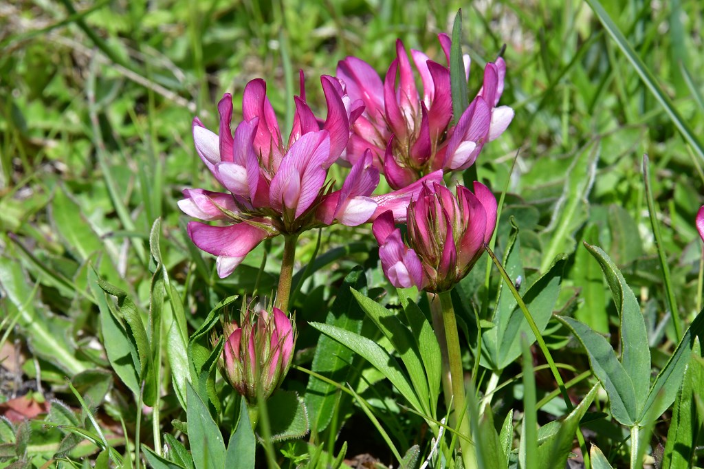 Alpenklee ( Trifolium alpinum )
