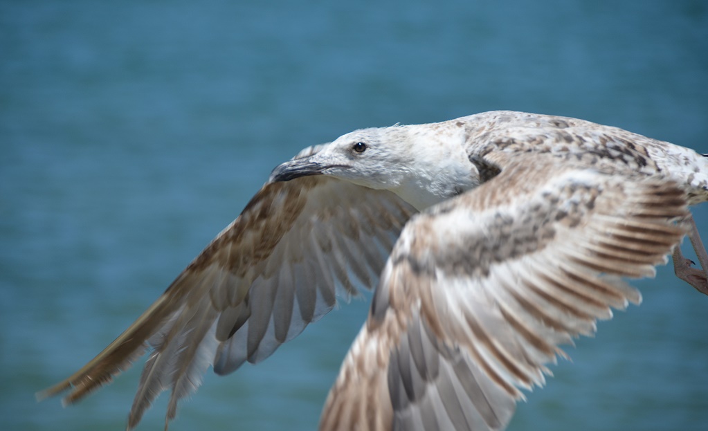 Mittelmeermöwe - Unterart "atlantis" 
mit der Kamera am Auge konnte ich mich dem Vogel bis auf wenige Meter nähern. Im Abflug und mit großer Brennweite ist dann dieses Foto entstanden. Aufgenommen an der Algarve/Portugal
