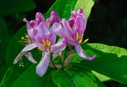 Lonicera004.jpg