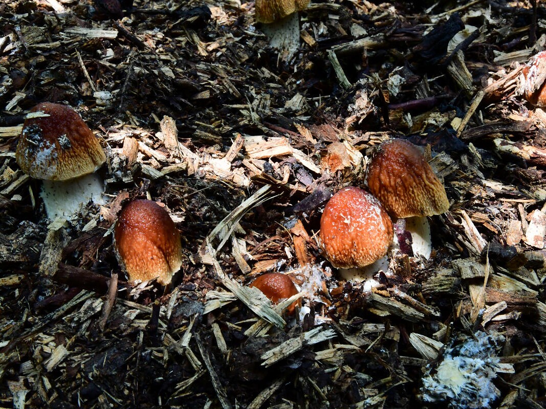 Agrocybe_rivulosa
