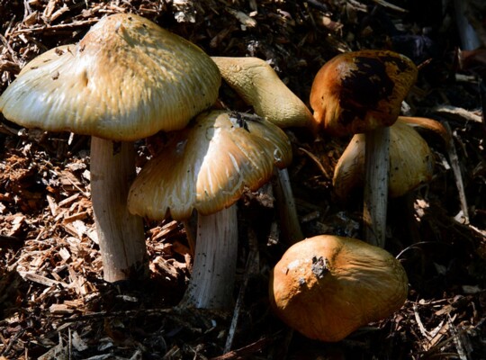 Agrocybe_rivulosa002 Agrocybe rivulosa - Runzeliger Ackerling Nauta 2003