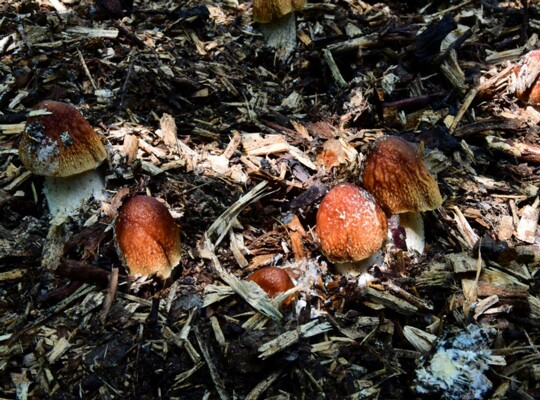 Agrocybe_rivulosa003 Agrocybe rivulosa - Runzeliger Ackerling Nauta 2003
