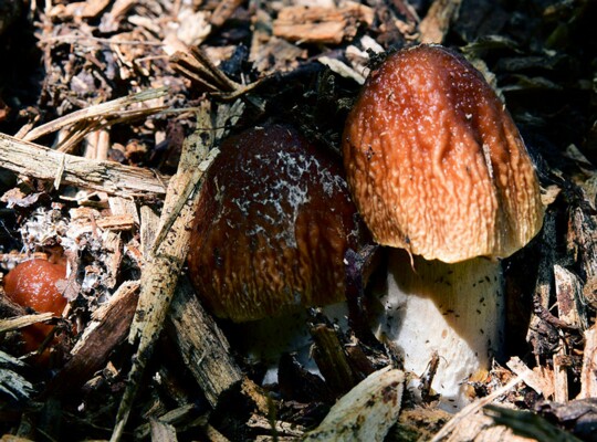 Agrocybe_rivulosa004 Agrocybe rivulosa - Runzeliger Ackerling Nauta 2003