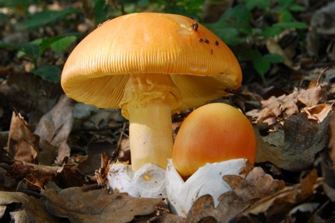 Amanita_caesarea007