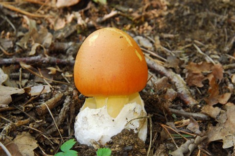 Amanita_caesarea008