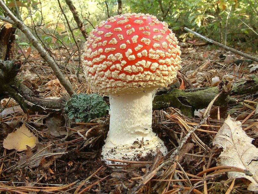 Amanita muscaria - Fliegenpilz