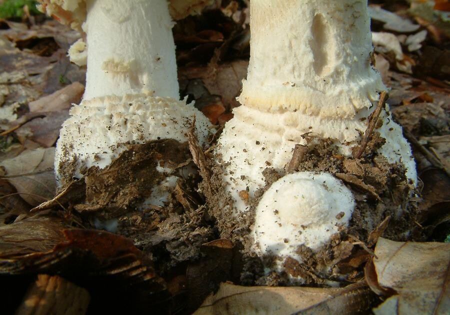 Amanita_muscaria005 Amanita muscaria zeigt an der Stielbasis einen deutlichen Warzengürtel. Er besteht aus Resten der Gesamthülle.