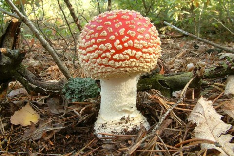 Amanita_muscaria001 die weißen Punkte auf der Huthaut des Fliegenpilzes sind Reste der Gesamthülle, in der Fachsprache wird sie als Velum universale bezeichnet. Diese Gesamthülle...