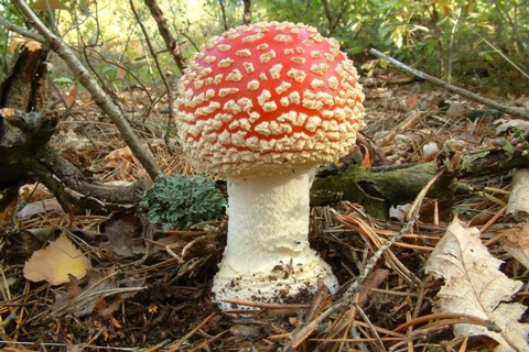 Amanita_muscaria001 Amanita muscaria - Fliegenpilz ( L. 1753 ) Pers. 1797 die weißen Punkte auf der Huthaut des Fliegenpilzes sind Reste der Gesamthülle, in der Fachsprache wird...