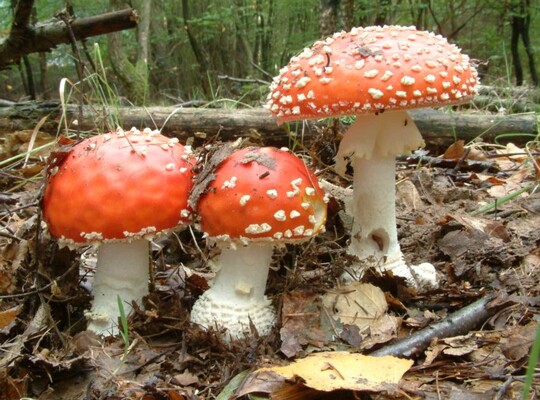 Amanita_muscaria002 auf dem Bild ist zu erkennen das die Velumreste auf dem Hut nicht gleichmässig angeordnet sind. Die Reste der Gesamthülle sind nicht fest mit der Huthaut...