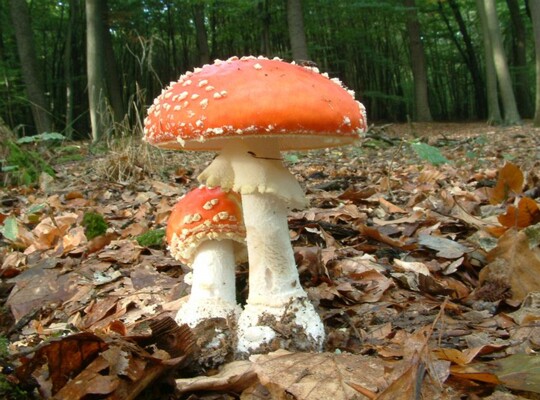 Amanita_muscaria003 Amanita muscaria - Fliegenpilz ( L. 1753 ) Pers. 1797