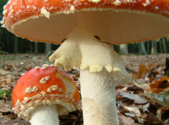 Amanita_muscaria004 der Ring ist beim Fliegenpilz ungerieft und hängend. Auf dem Foto ist auch schön die feinflockige Struktur und der warzig gesäumte Rand des Ringes zu erkennen....