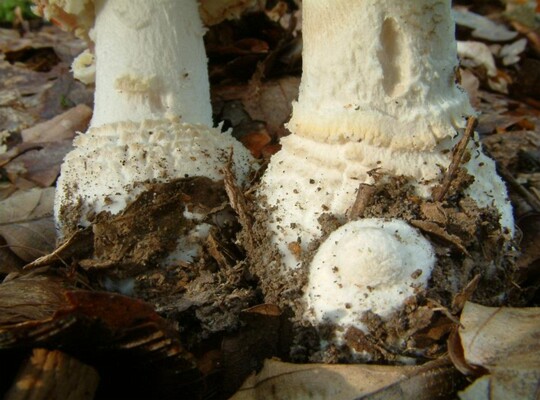 Amanita_muscaria005 Amanita muscaria zeigt an der Stielbasis einen deutlichen Warzengürtel. Er besteht aus Resten der Gesamthülle.