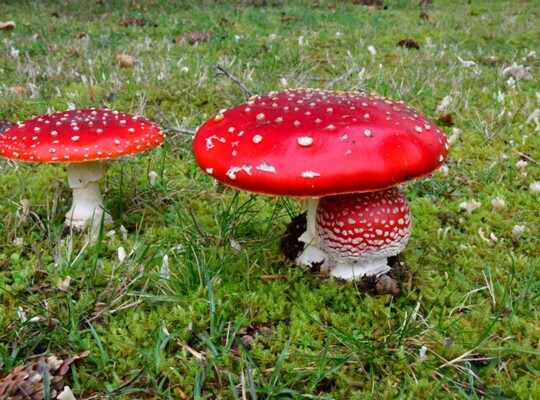 Amanita_muscaria006 Amanita muscaria - Fliegenpilz ( L. 1753 ) Pers. 1797 Fundort: Homburg/Saarland - MTB:6610/3