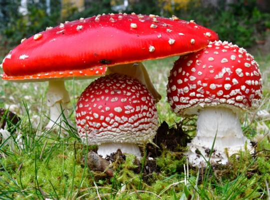 Amanita_muscaria007 Amanita muscaria - Fliegenpilz ( L. 1753 ) Pers. 1797 Fundort: Homburg/Saarland - MTB:6610/3