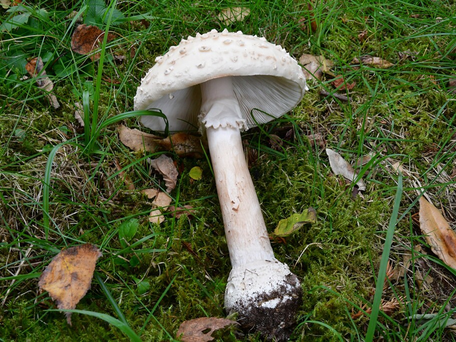 Amanita_muscaria_var.alba