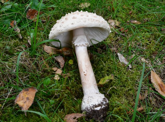 Amanita_muscaria_var.alba2