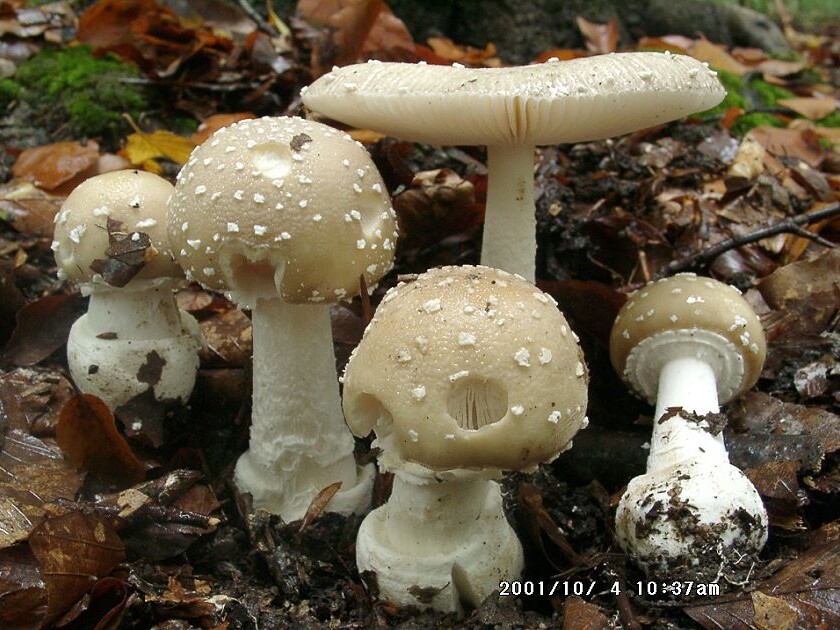 Amanita_pantherina