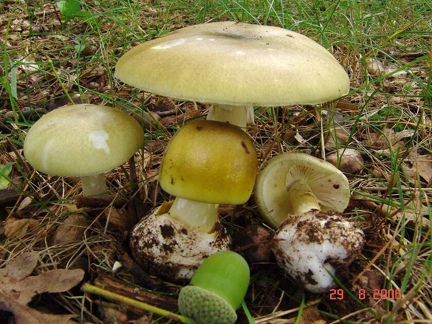 Amanita phalloides -- tödlich giftig