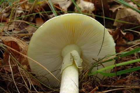 Amanita_phalloides005 die Lamellen dieses tödlich giftigen Pilzes bleiben vom Jungstadium bis ins hohe Alter weiß bis ganz leicht gelblich. Sie sind am Stiel frei und ihre Schneiden...