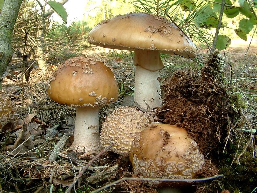 Amanita_rubescens