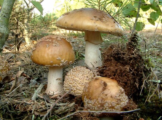 Amanita_rubescens001