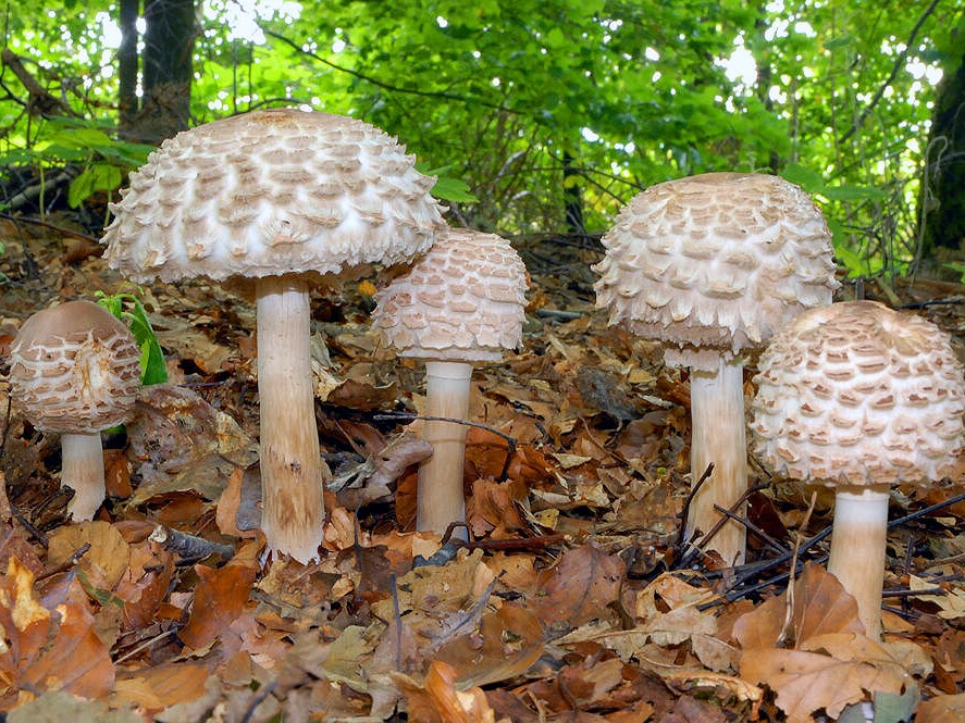 Chlorophyllum_rachodes
