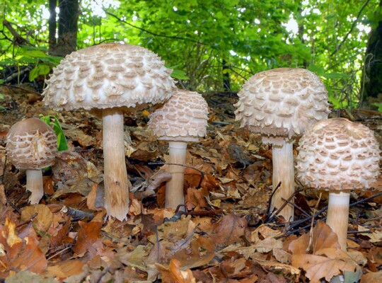 Chlorophyllum_rachodes Chlorophyllum rachodes - Safran Riesenschirmpilz ( Vittad. ) Vellinga