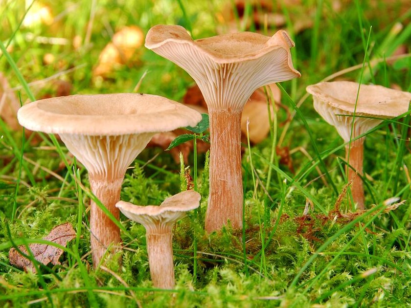 Clitocybe_costata