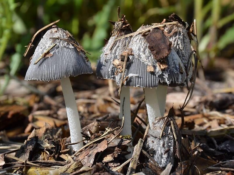 Coprinopsis_lagopus