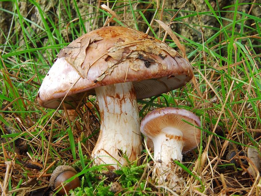 Cortinarius_nemorensis