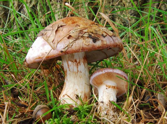 Cortinarius_nemorensis001
