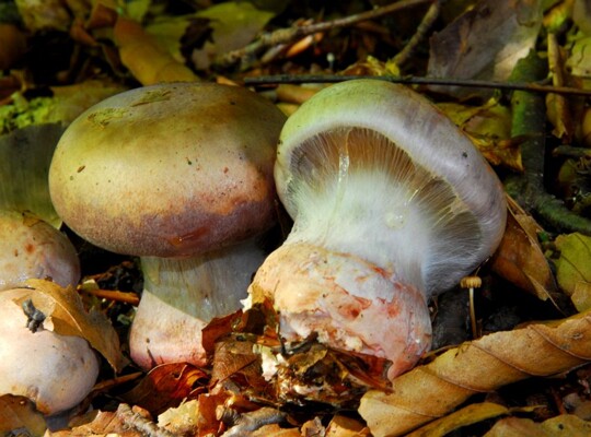 Cortinarius_rufoolivaceus001