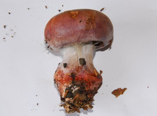 Cortinarius_rufoolivaceus002 bei Berührung reagieren die empfindlichen Anthrachinone gerade in der Stielbasis mit einer kräftigen Rotfärbung.