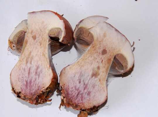 Cortinarius_rufoolivaceus003