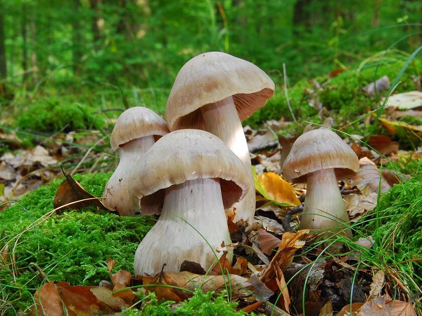Cortinarius_turgidus
