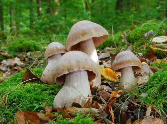 Cortinarius_turgidus001