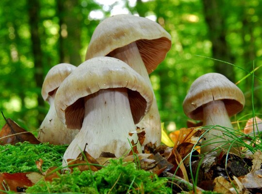 Cortinarius_turgidus002
