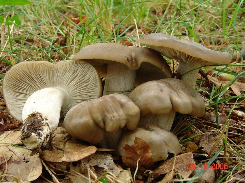 Entoloma lividoalbum