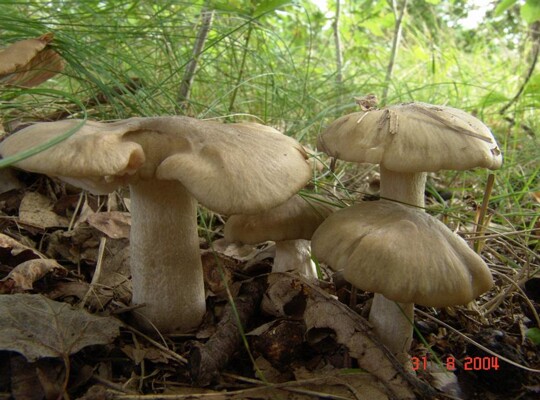 Entoloma_lividoalbum002
