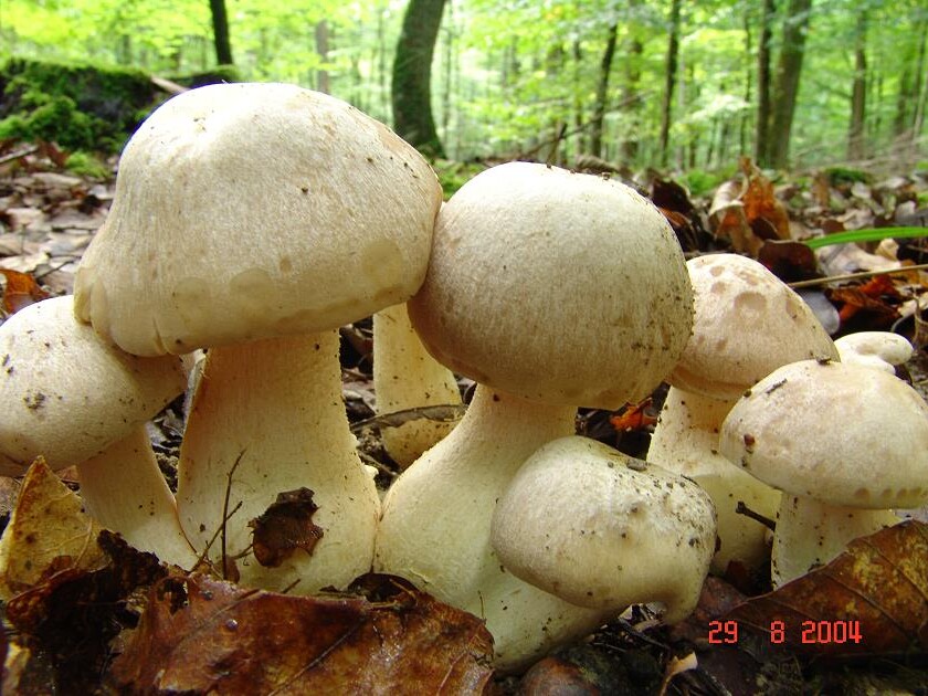 Entoloma sinuatum - löst heftige Brechdurchfälle aus