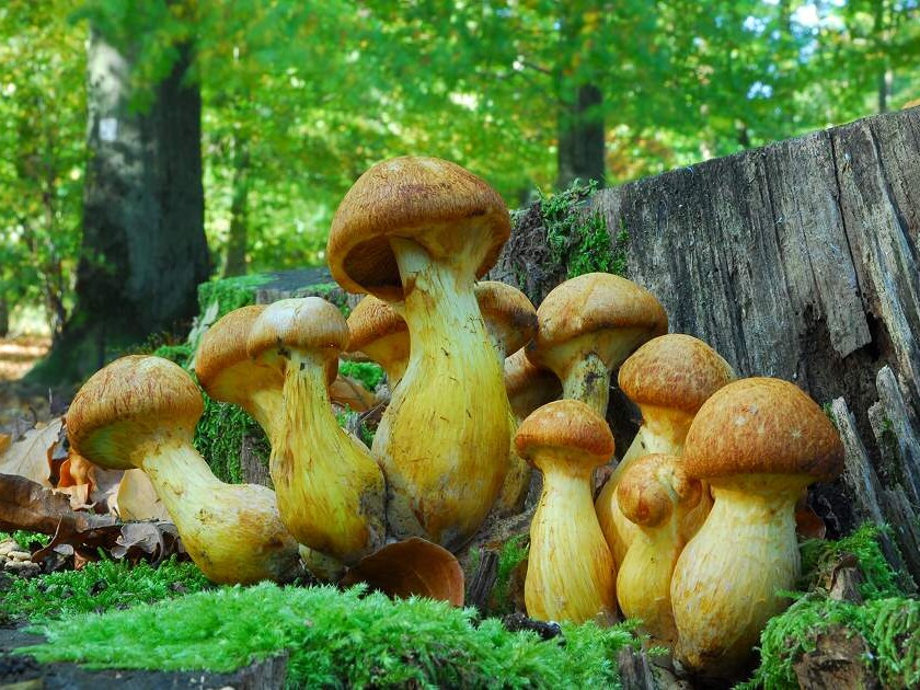 Gymnopilus_junonius