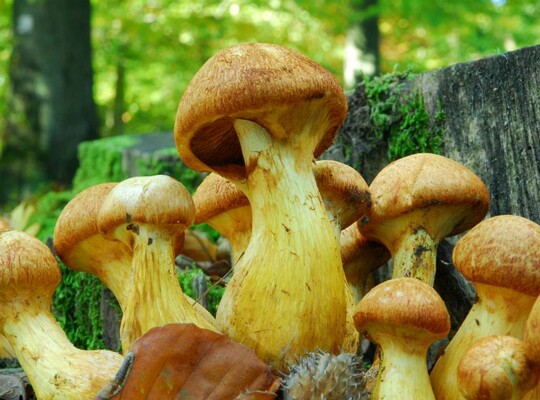 Gymnopilus_junonius002